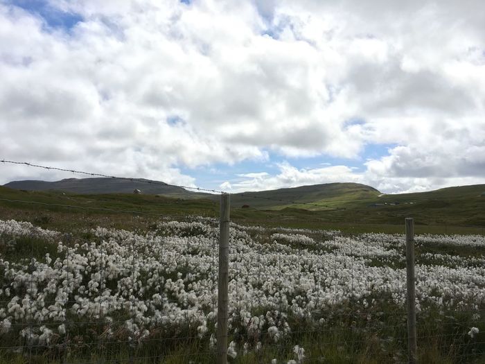 White flowers growing on field by fence against cloudy sky