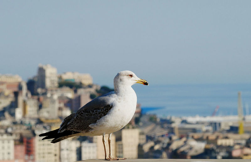A young seagull dominates the roofs and harbor of the italian seaside town of genoa.