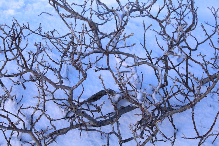 Close-up of bare tree against snow covered landscape