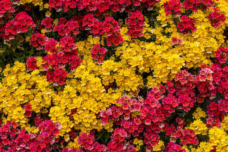 Full frame shot of red and yellow flowers
