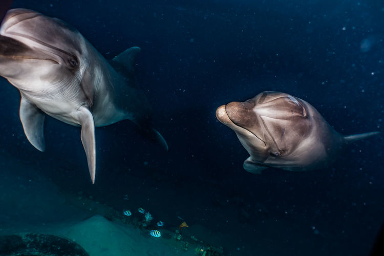 Dolphin swimming undersea
