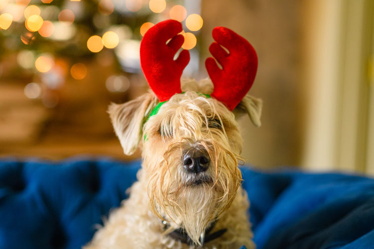 Close-up of dog