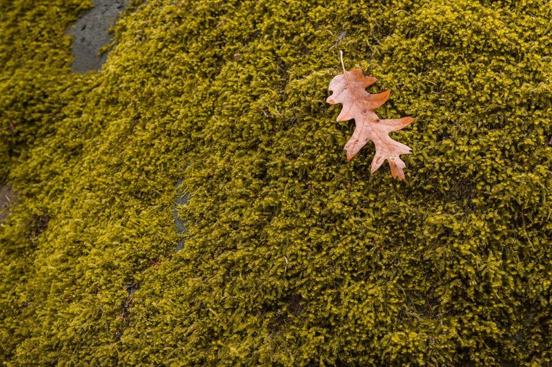 Close-up of maple leaf on tree