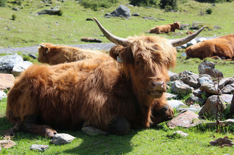 Highland cattle relaxing on grass