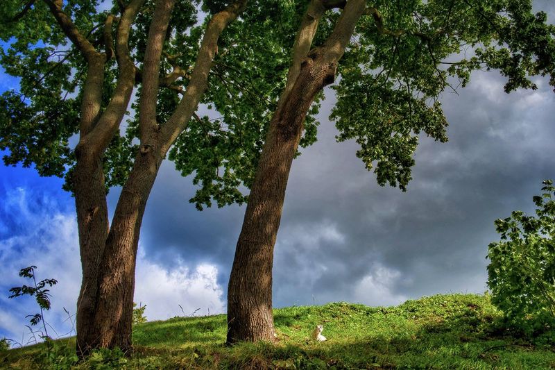 Trees growing on field against sky