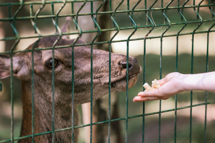 A girl feeds deer on a farm. caring for animals. female hand feeds deer wild animals