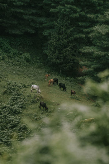A herd of cattle grazing in a field