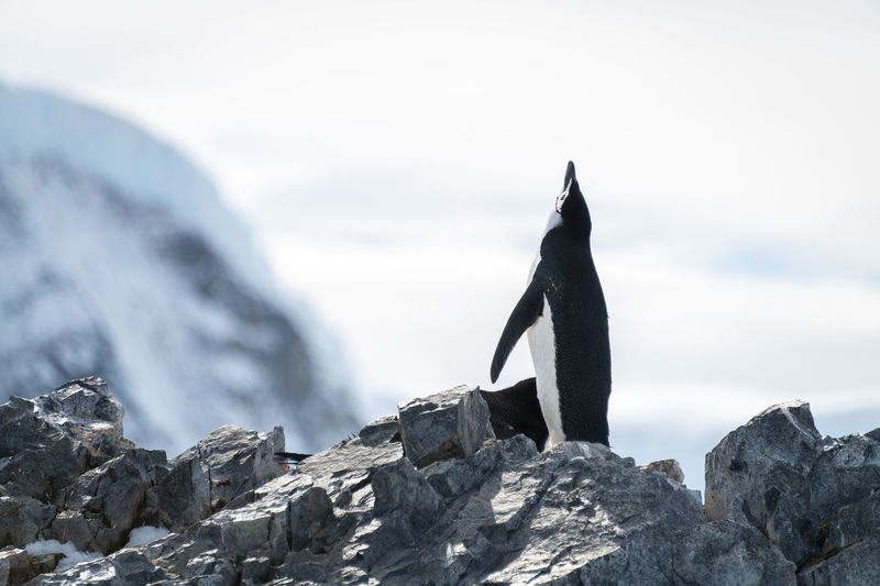 Chinstrap penguin stands on ridge looking up