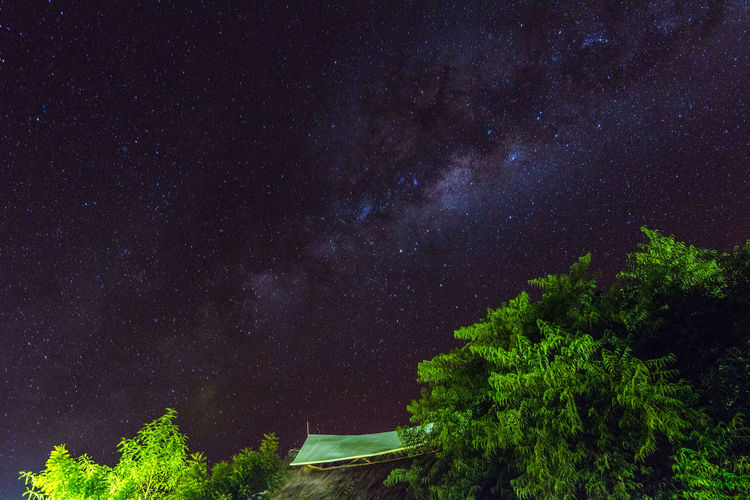 Low angle view of trees against sky at night with milky way galaxy in the background