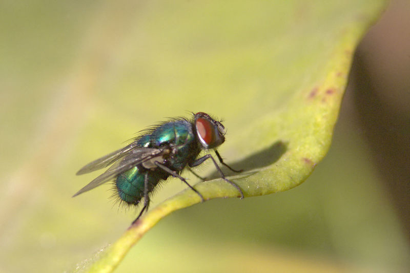 Macrophotography to a domestic fly using three extension tubes 