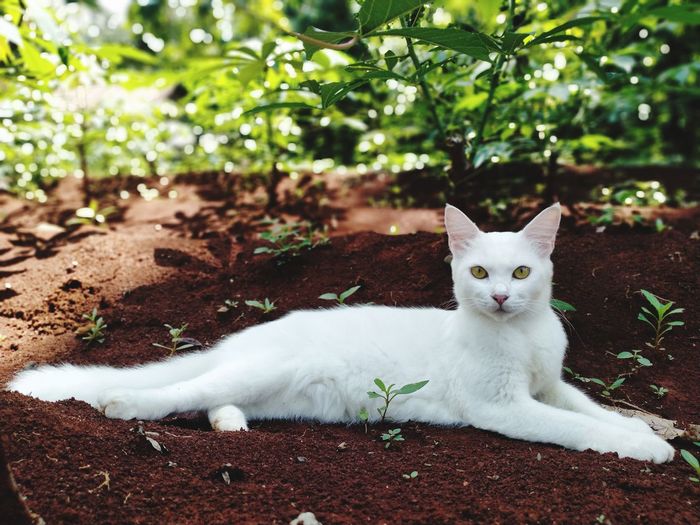 A white cat named si putih enjoy the weather in the garden..