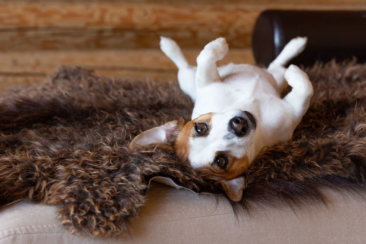 Beautiful dog jack russell lies on his back on a brown sheep's skin with his paws up. 