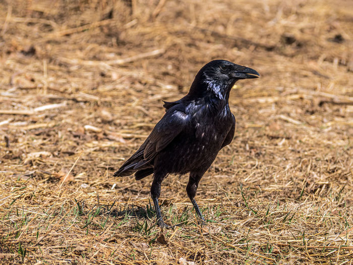 Close-up of bird perching on field
