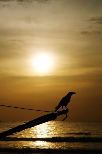 Silhouette bird on sea against sky during sunset