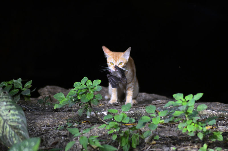 Cat hunting bat at night