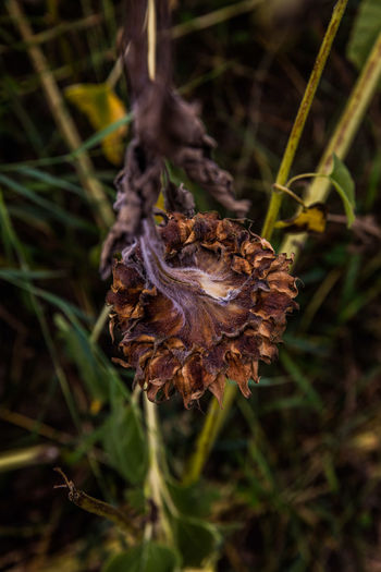 Close-up of dried plant on land