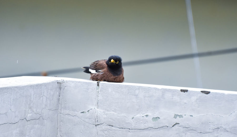 Close-up of myna bird perching on wall