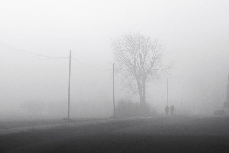 Scenic view of forest during foggy weather