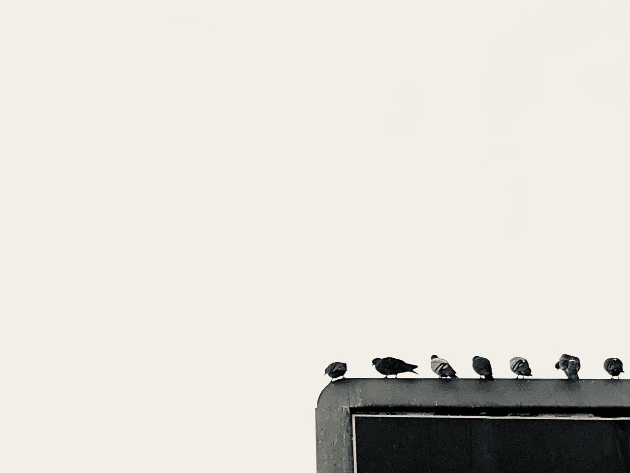 CLOSE-UP OF BIRDS PERCHING ON WALL