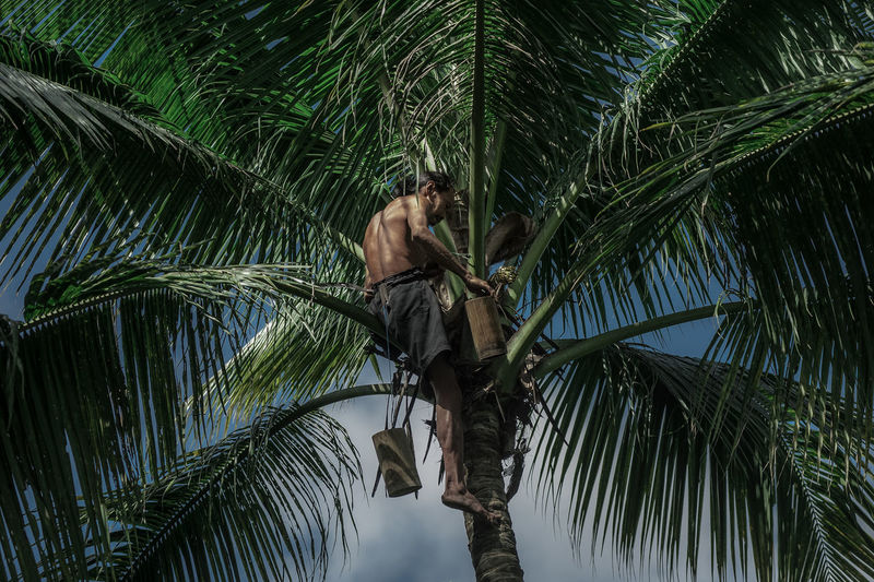 Low angle view of shirtless man climbing on palm tree