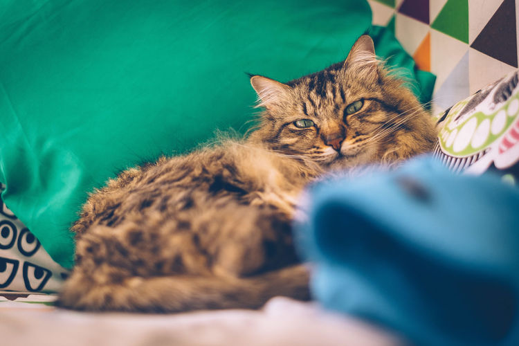 Portrait of maine coon cat resting on sofa
