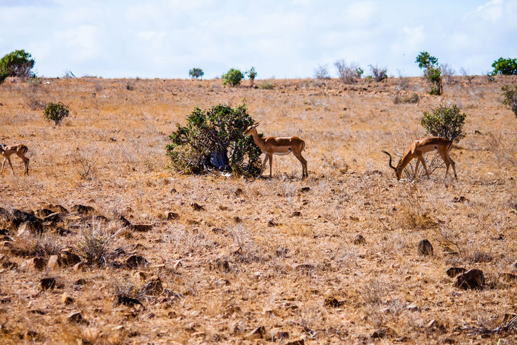 Impalas on field at national park