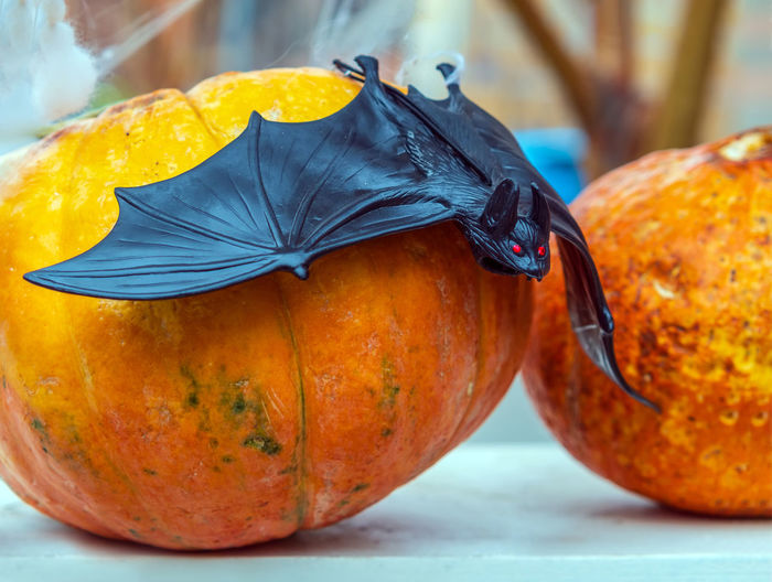 Bat on the pumpkin. the outdoor halloween decoration.