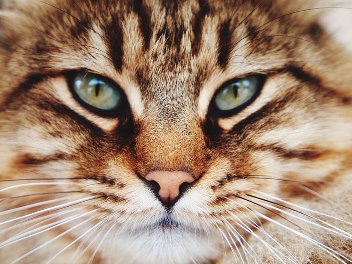 Close-up portrait of cat