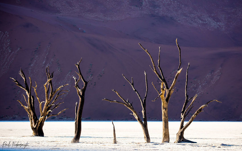 Bare trees on beach during winter