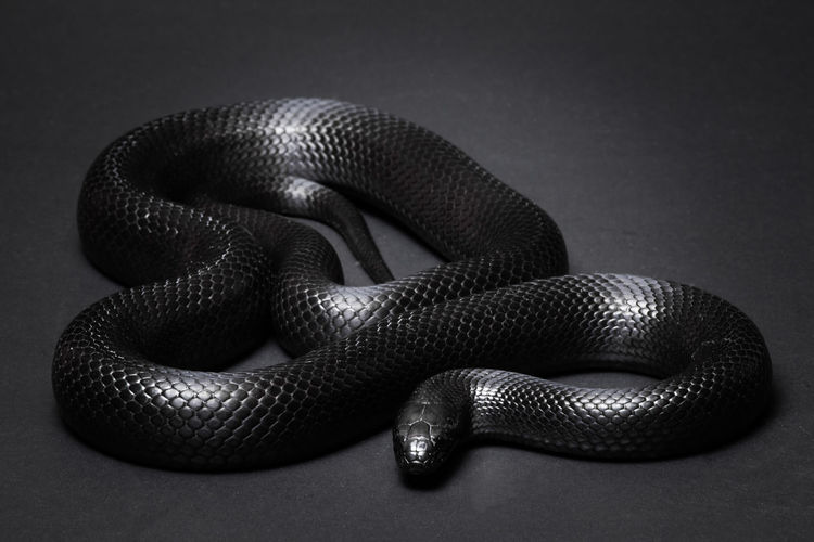 Close-up view of snake against gray background