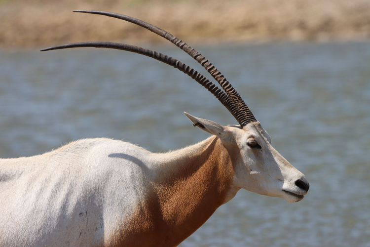 Scimitar horned oryx by water side view head close-up