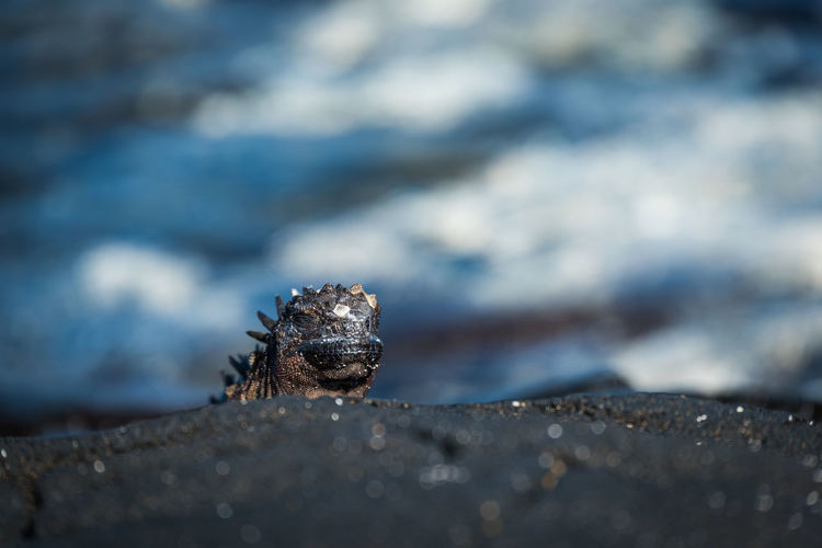 Close-up of marine iguana on rock