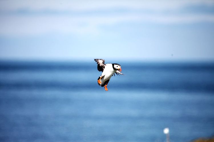 A landing attempt by a puffin, time to abort