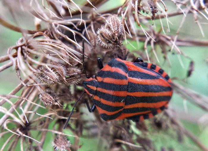 Close-up of graphosoma lineatum on plant