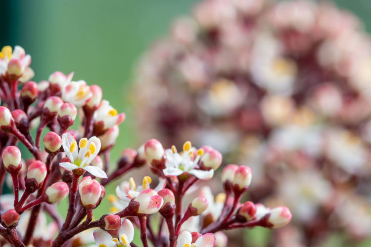 Close up of japanese skimmia  flowers in bloom