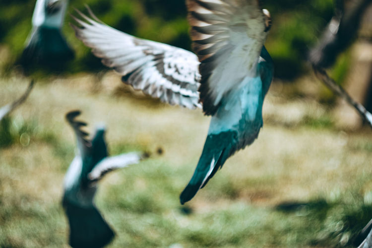Close-up of birds flying in the field