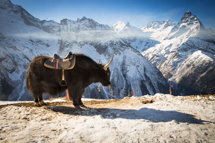 View of a horse on snow covered mountain