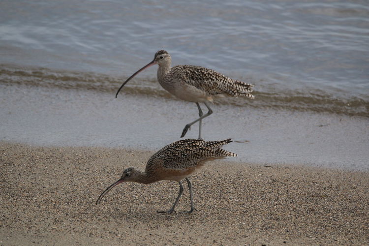 Bird on beach
