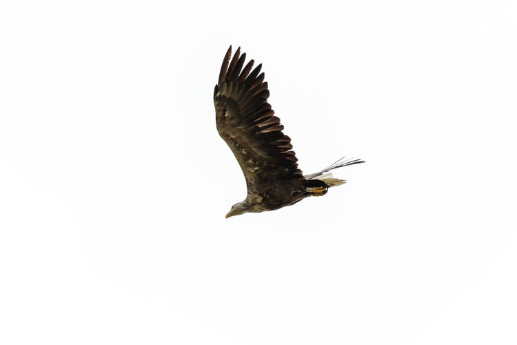 Low angle view of eagle flying against clear sky