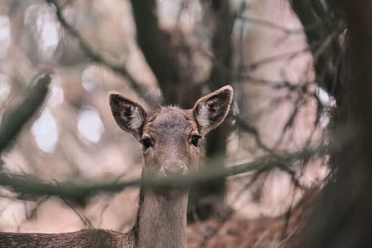 Portrait of deer on tree