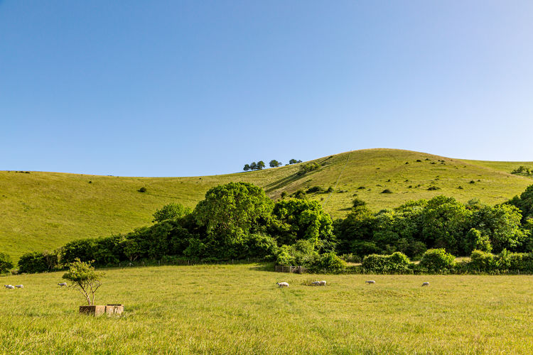 Sheep in a green south downs landscape, and a blue sky overhead