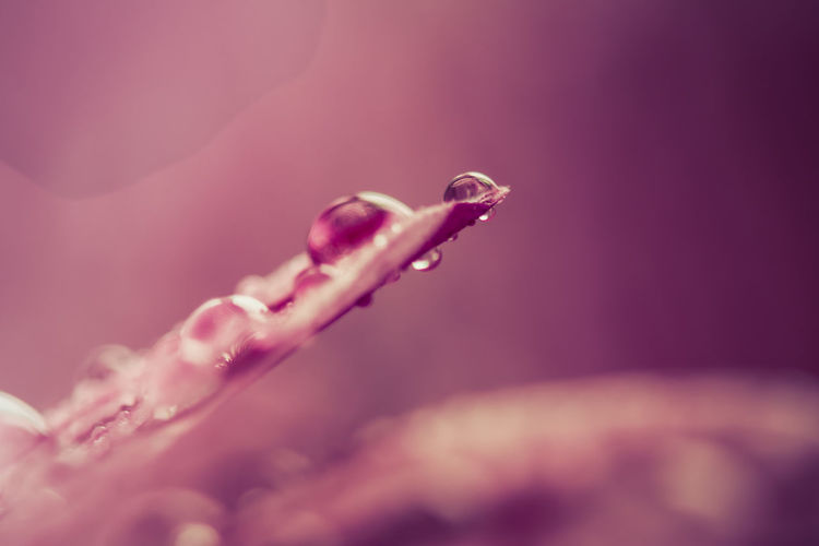 Cropped image of wet pink flower petal