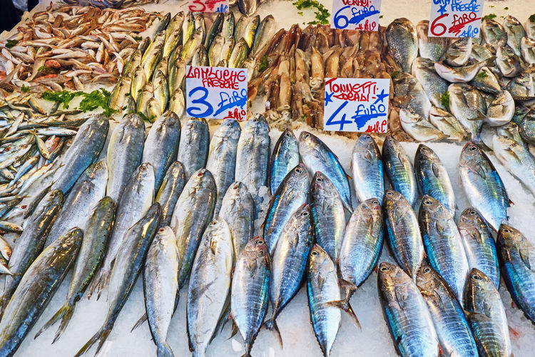 Tuna and other fish for sale at a market
