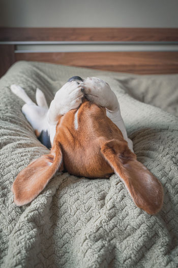 A beagle dog lying on a pillow, rubs its muzzle with its paws, funny muzzle, big ears.