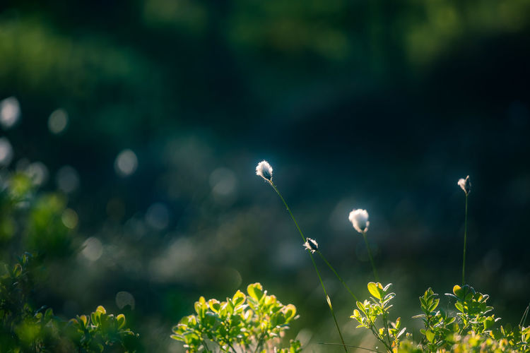 Beautiful white, fluffy cotton-grass heads in warm sunlight. wildflowers in the forest.