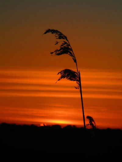 Silhouette plant against sky during sunset