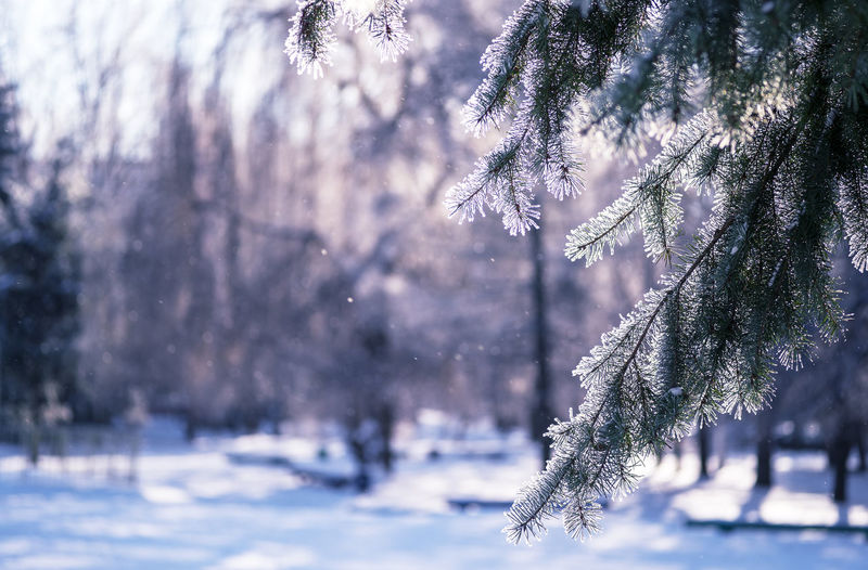 Frozen tree branch during winter