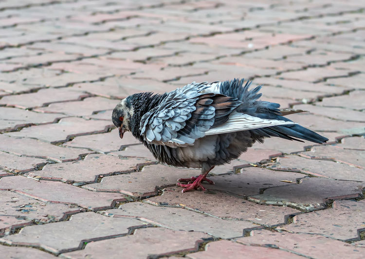 Close-up of bird