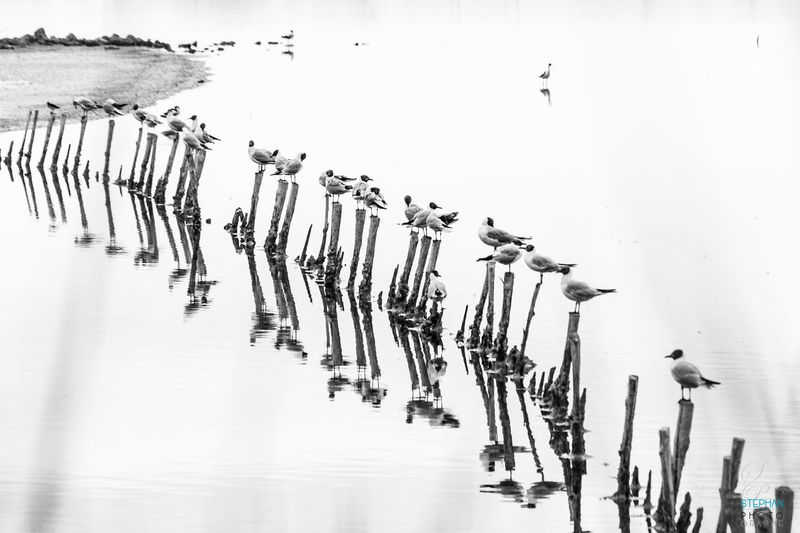 High angle view of frozen wooden posts in lake during winter