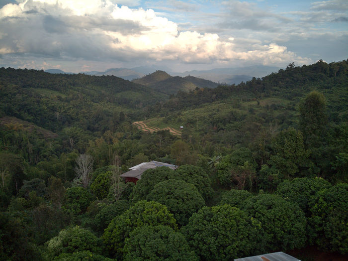 Scenic view of forest against sky